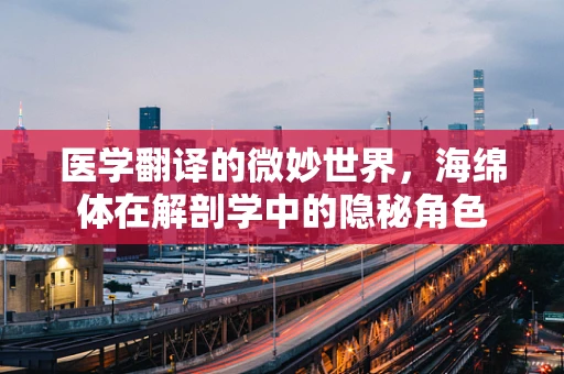 医学翻译的微妙世界，海绵体在解剖学中的隐秘角色