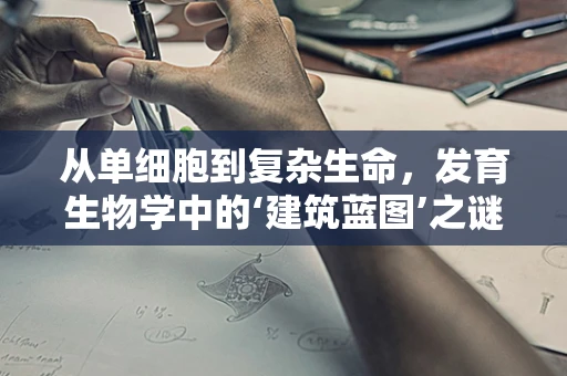 从单细胞到复杂生命，发育生物学中的‘建筑蓝图’之谜