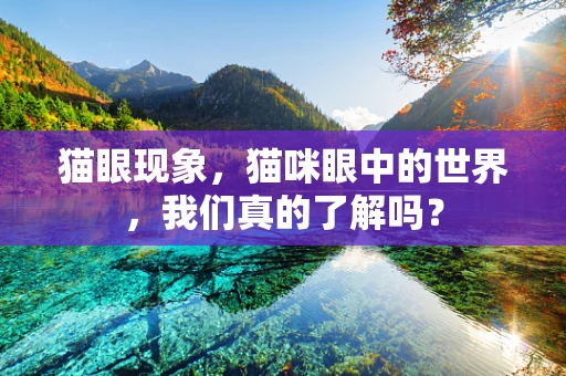 猫眼现象，猫咪眼中的世界，我们真的了解吗？