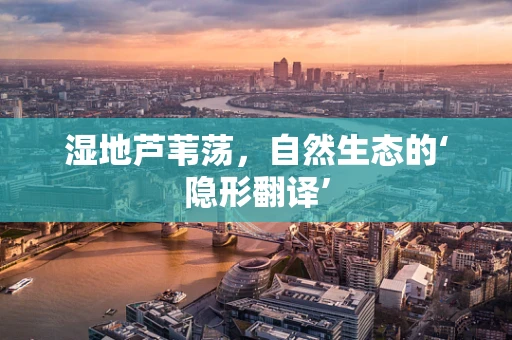 湿地芦苇荡，自然生态的‘隐形翻译’